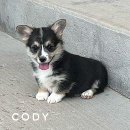 Cody 5yr guaranty. - Black and tan male Pembroke Welsh Corgi puppy in Vernal, Utah from Bingo's Kennel