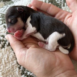 Miniature Schnauzer Puppies from Daffodil Dogs