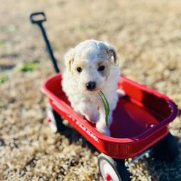 Ringo Starr - Parti male Poodle puppy in Dunn, North Carolina from Sandy Creek Kennels