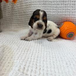 Hank - Black brown and white male Basset Hound puppy in Osage Beach, Missouri from The Basset Boutique