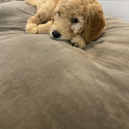 Goldendoodle Puppies from Jeanbeans Doodles