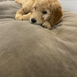 Goldendoodle Puppies from Jeanbeans Doodles