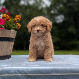 Gemma - Brown female Bernedoodle puppy in Mc Ewen, Tennessee from Spencer's "lil" Cavapoos & Bernedoodles