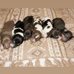 Dachshund puppies from Drift & Dash Dachshunds