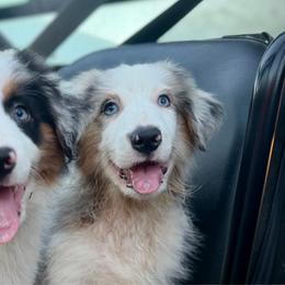 Boots - Blue merle male Miniature American Shepherd puppy in Clinton, Missouri from Mockingbirds American Minis