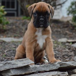 Boxer Puppies from Euro Boxx Boxers