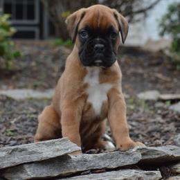 Boxer Puppies from Euro Boxx Boxers