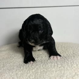 Ruby - Black female Bernedoodle puppy in Bellevue, Iowa from Blended Acres & Kennels