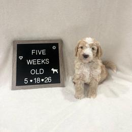 Gill - Yellow and white male Bernedoodle puppy in Sparrows Point, Maryland from Rosie’s Puppies