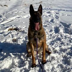 Belgian Malinois from Voodoo Child Kennels