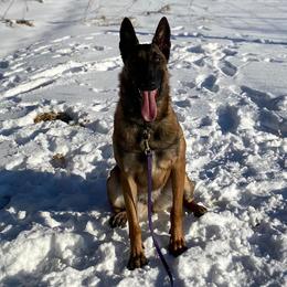 Belgian Malinois from Voodoo Child Kennels