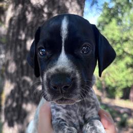 Basil - orange collar - Black roan male German Shorthaired Pointer puppy in Mokelumne Hill, California from Underhill GSP