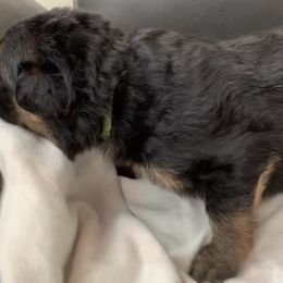 "Green boy" German Shepherd Puppies from R.J German Shepherds