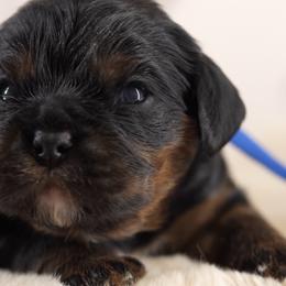 Jasper - Black and tan male Cavalier King Charles Spaniel puppy in Greensboro, North Carolina from Hyde Park Cavaliers