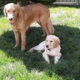 Golden Retriever Puppies from Graham Goldens