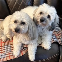 Cotons de Tulear from Nosey Bee Cotons