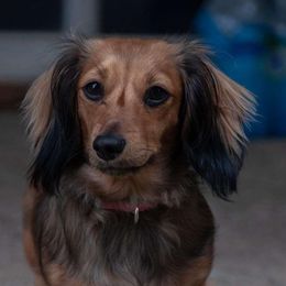 Pretzel - Dachshund