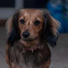Pretzel - Dachshund