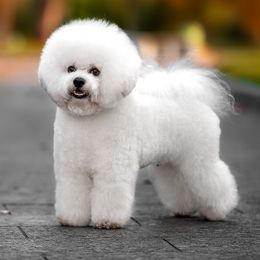 Pascal White Diamond Sofia - Bichon Frise