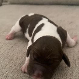 None - Liver and white male Brittany puppy in Kathleen, Georgia from Reas’s Brittany’s of Middle Georgia