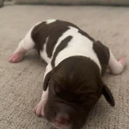 None - Liver and white male Brittany puppy in Kathleen, Georgia from Reas’s Brittany’s of Middle Georgia