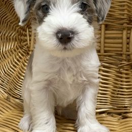 Miniature Schnauzer Puppies from Miniature Schnauzer Paradise llc