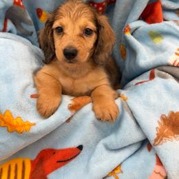 Ron - Cream male Dachshund puppy in Gavilan Hills, California from Bacchanal Kennel/Ranch