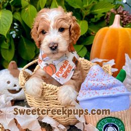 Aster - Fawn and white male Sheepadoodle puppy in Cambridge, Ohio from Sweet Creek Pups
