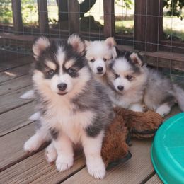 Pomsky Puppies from Acacia Pomskies