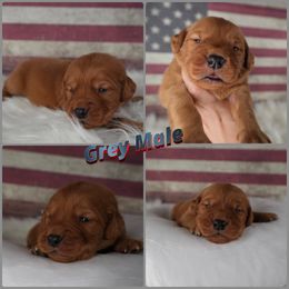 Male pick 4 - Dark golden male Golden Retriever puppy in Harrisburg, North Carolina from Bunn Ranch Goldens & Bernese