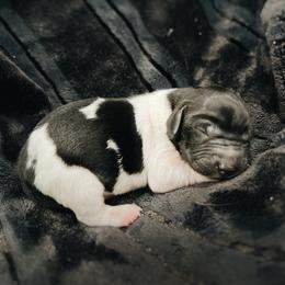 Goldendoodle and Golden Retriever Puppies from Canterbury Canines