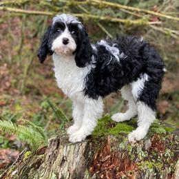 Joseph - Black and white male Cavapoo puppy in Bellingham, Washington from My Sweet Poodles and Doodles