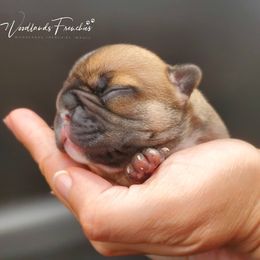French Bulldog Puppies from Woodlands Frenchies