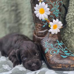Penny - Liver female Miniature Schnauzer puppy in Hickory, North Carolina from Selene's Schnauzers