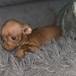 Teddy green eyes 4900 - Chocolate male Chihuahua puppy in Las Vegas, Nevada from Quality Poms Chihuahua Yorkies of Las vegas