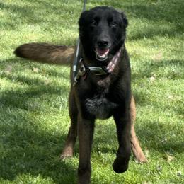 Molly - Sable female German Shepherd puppy in Dawsonville, Georgia from Des Nebels