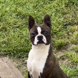Cooper - Boston Terrier
