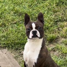 Cooper - Boston Terrier