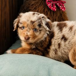 Sequoia - Red merle female Australian Shepherd puppy in Coldwater, Michigan from Northern Star Australian Shepherds