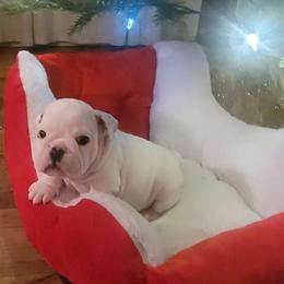 Joseph - White male Bulldog puppy in Missoula, Montana from Dazzle's Bulldogs