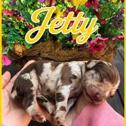 Jetty - Merle male Goldendoodle puppy in Charlotte, North Carolina from Hopeful Heart Doodles