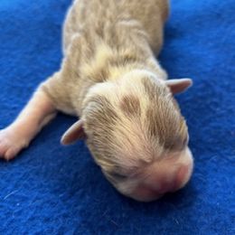Crowley - Boston Terrier puppy in Youngsville, North Carolina from Gemini Boston Terriers