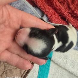Girl 5 - Black and white female Havanese puppy in Melba, Idaho from Lawson Havanese
