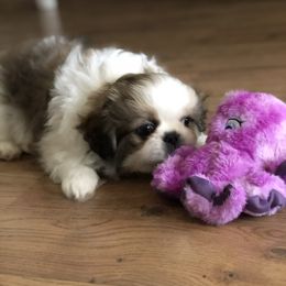 Pekingese Puppies from Della Serra Pekingese