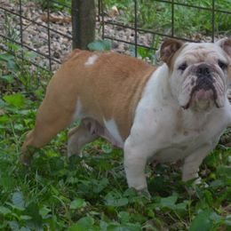 Darla - Bulldog