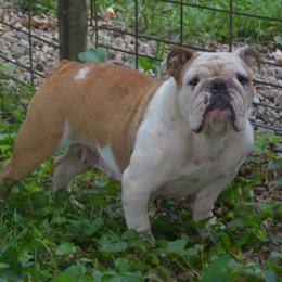Darla - Bulldog
