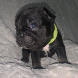 French Bulldog Puppies from Bad, Boujee and Cute !