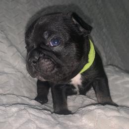 French Bulldog Puppies from Bad, Boujee and Cute !
