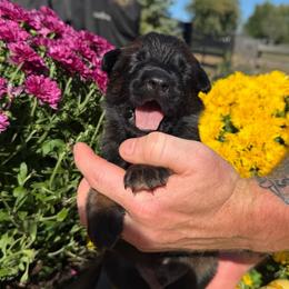 Albus - Mahogany male Belgian Malinois puppy in Paris, Kentucky from Z Domu Niedzwiedzia Malinois