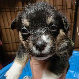 Quinns Boy 4 - Black and tan male Pembroke Welsh Corgi puppy in Middleburg, Florida from Mulkeys Little Corgis
